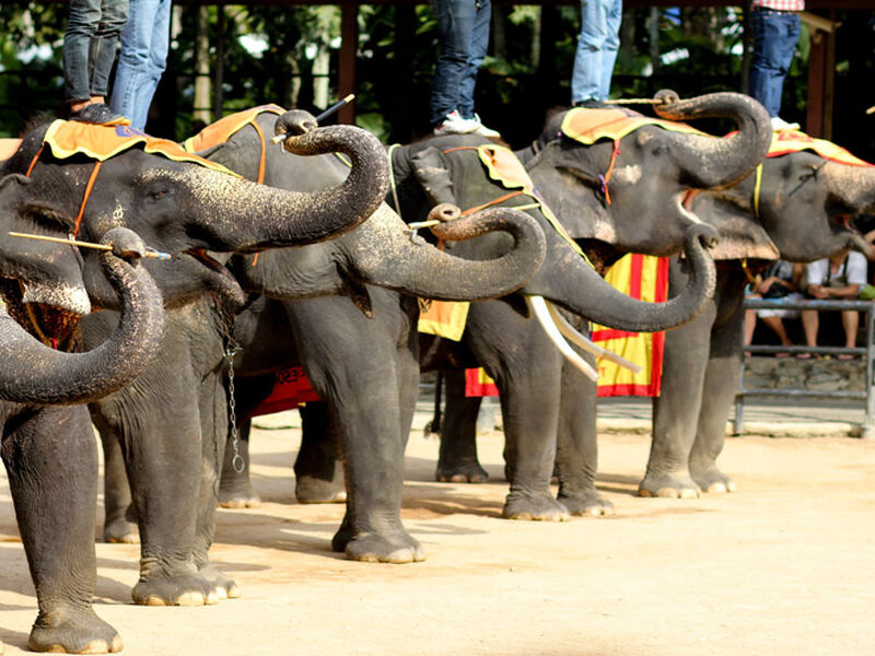 Bangkok - Pattaya Turu 7 Gece  Saudi Havayolları İle